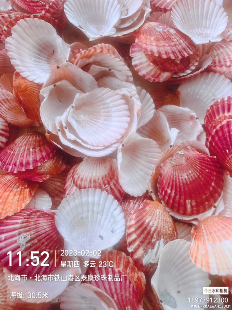 小红扇贝壳紫扇贝壳彩色扇贝壳海弯扇贝