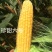 黄色水果玉米种子鲜食甜玉米种子金甜顺100水果玉米皮薄