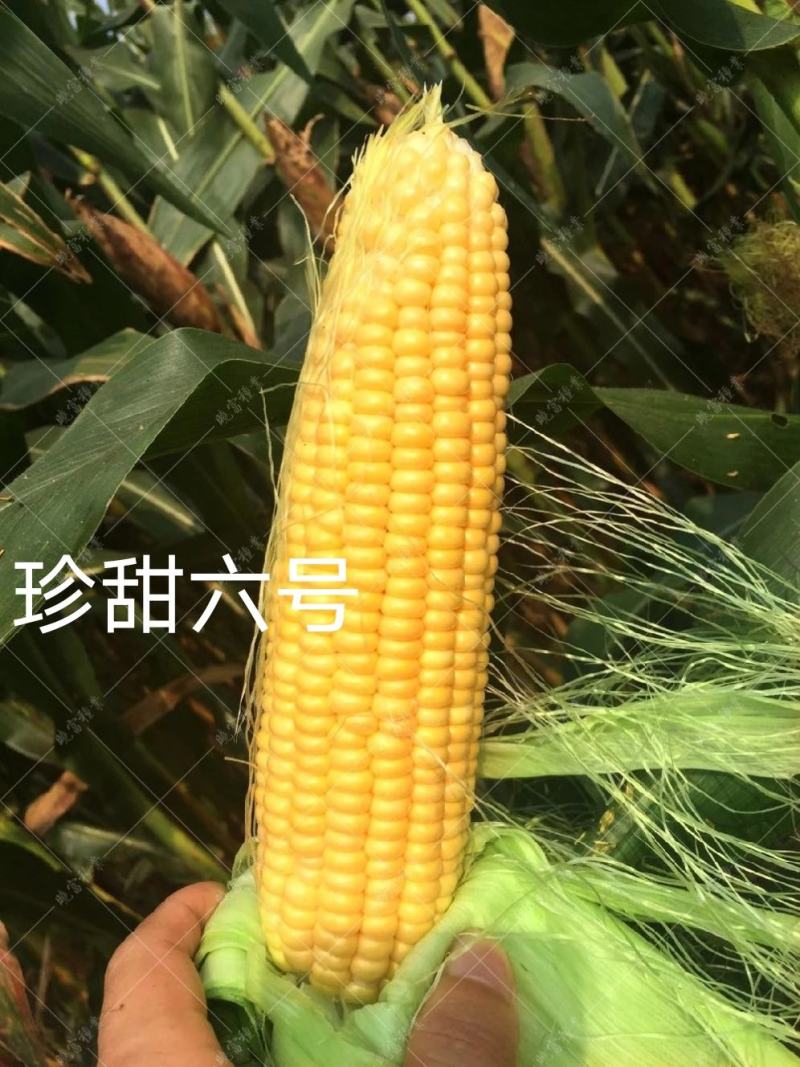 黄色水果玉米种子鲜食甜玉米种子金甜顺100水果玉米皮薄