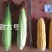 黄色水果玉米种子鲜食甜玉米种子金甜顺100水果玉米皮薄