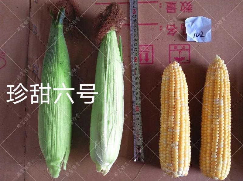 黄色水果玉米种子鲜食甜玉米种子金甜顺100水果玉米皮薄
