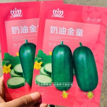 奶油金童黄瓜种子水果型黄瓜，无刺甜脆清爽小黄瓜种子