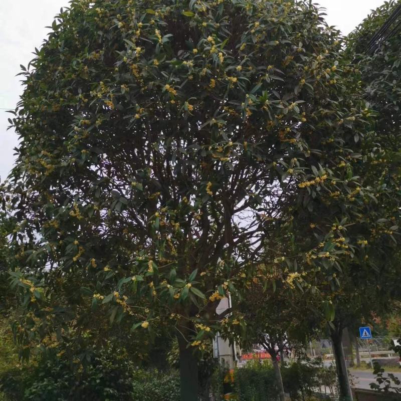桂花树苗金桂四季桂大型花卉八月庭院原生高杆天香台阁沉香地