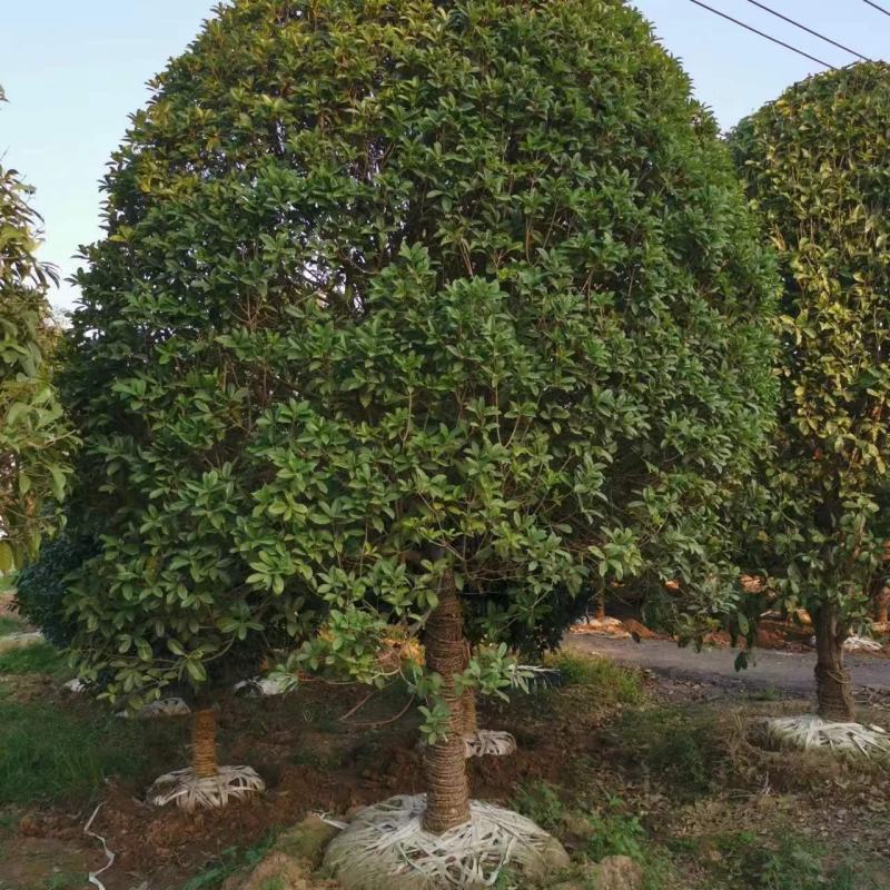 桂花树苗金桂四季桂大型花卉八月庭院原生高杆天香台阁沉香地