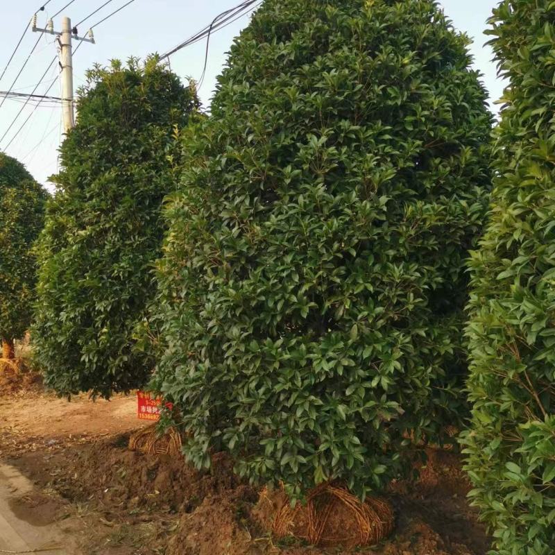 桂花树苗金桂四季桂大型花卉八月庭院原生高杆天香台阁沉香地