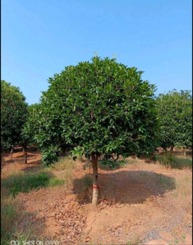 桂花树苗金桂四季桂大型花卉八月庭院原生高杆天香台阁沉香地