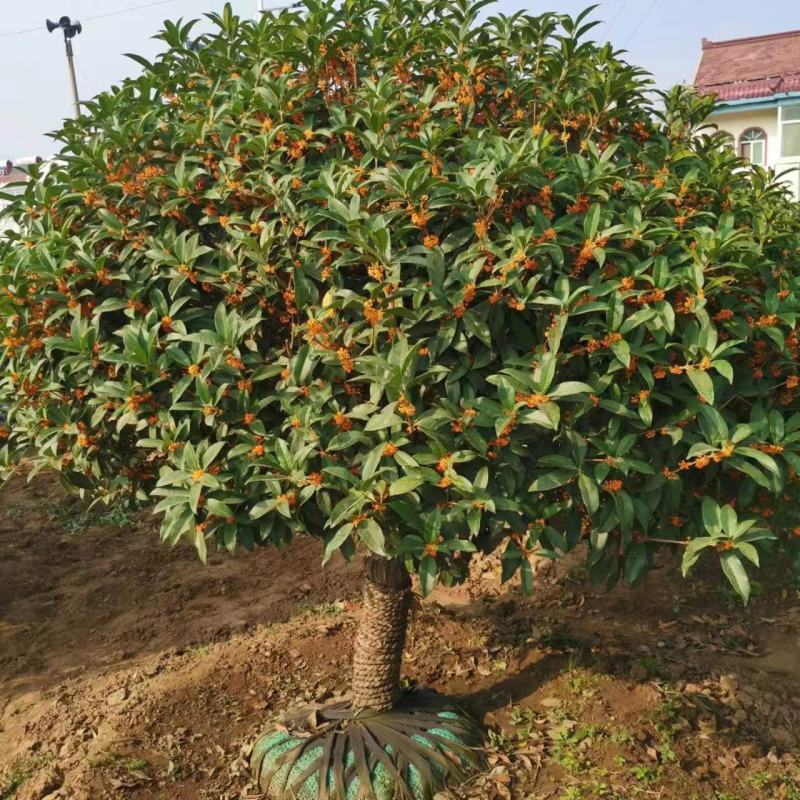 桂花树苗金桂四季桂大型花卉八月庭院原生高杆天香台阁沉香地