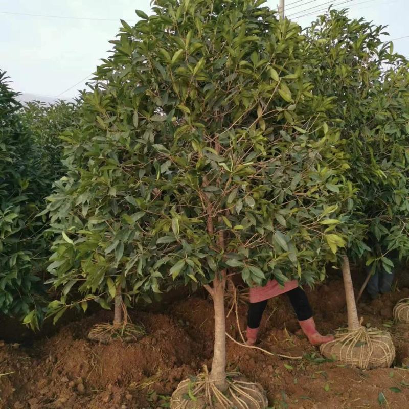 桂花树苗金桂四季桂大型花卉八月庭院原生高杆天香台阁沉香地