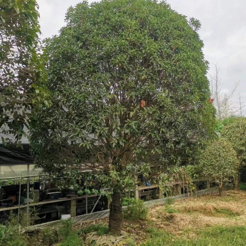桂花树苗金桂四季桂大型花卉八月庭院原生高杆天香台阁沉香地