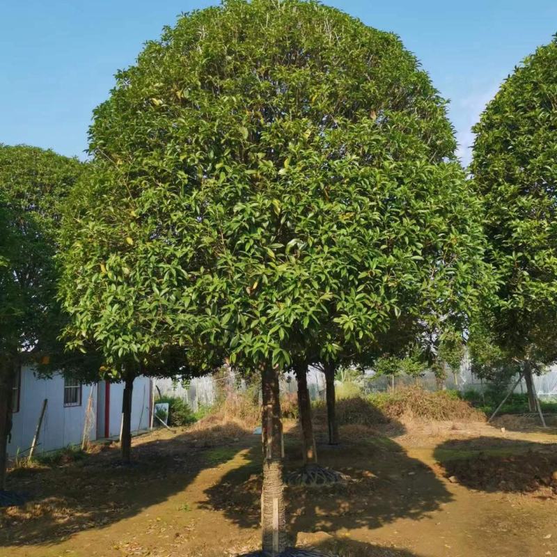 桂花树苗金桂四季桂大型花卉八月庭院原生高杆天香台阁沉香地