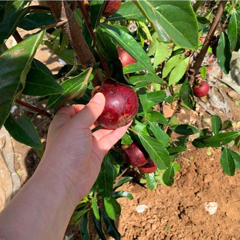 新品无籽红肉山竹苗泰国山竹苗山竹树苗果树苗盆栽地栽耐寒