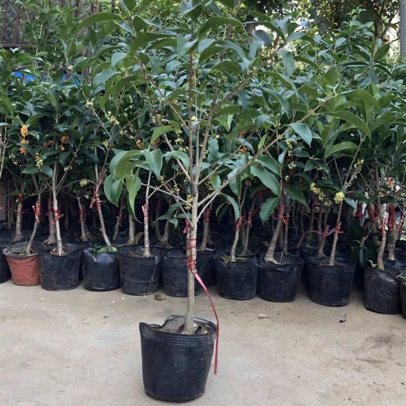 桂花树苗金桂四季桂大型花卉八月庭院原生高杆天香台阁沉香地