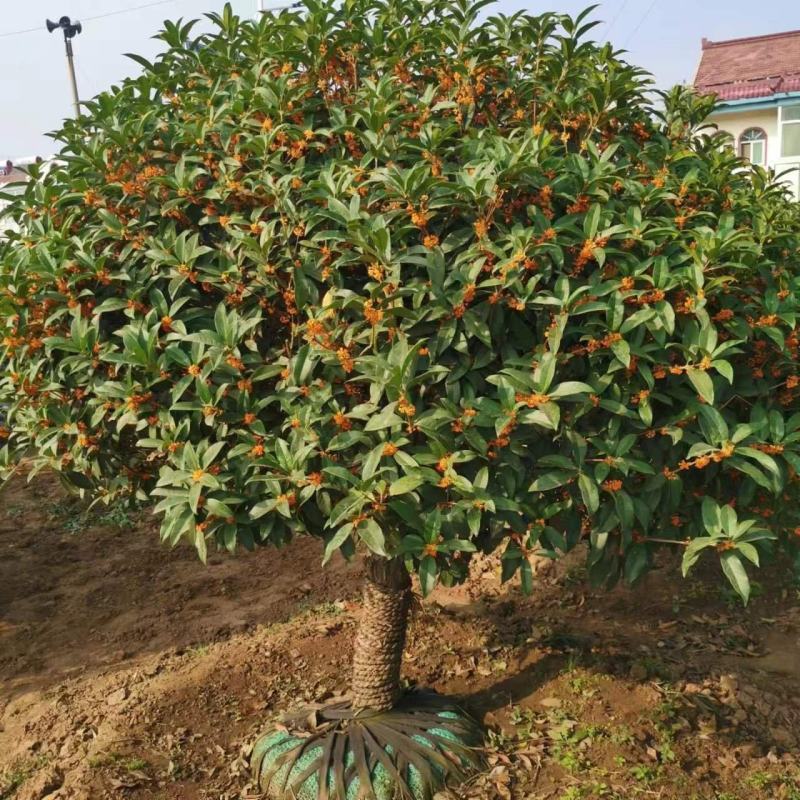 桂花树苗金桂四季桂大型花卉八月庭院原生高杆天香台阁沉香地
