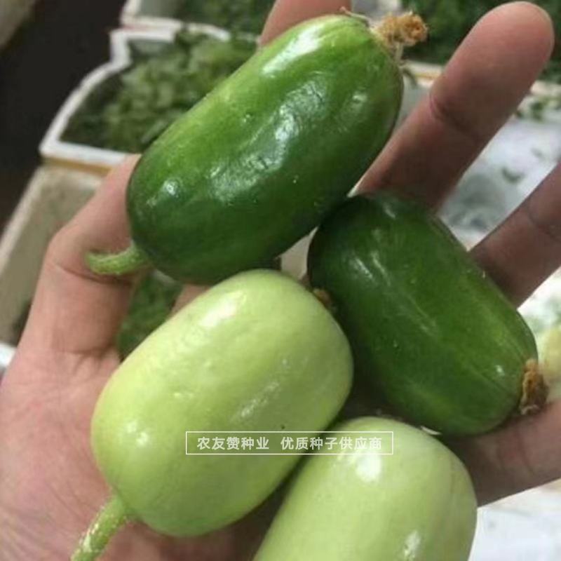 玉女水果黄瓜种子无刺黄瓜节节有瓜小黄瓜种子特好吃
