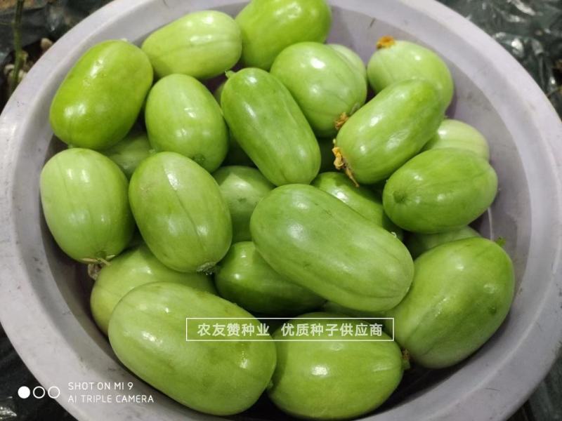 玉女水果黄瓜种子无刺黄瓜节节有瓜小黄瓜种子特好吃