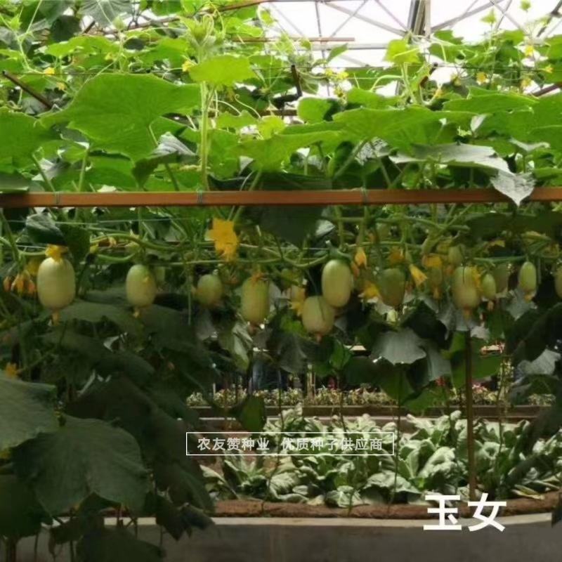 玉女水果黄瓜种子无刺黄瓜节节有瓜小黄瓜种子特好吃