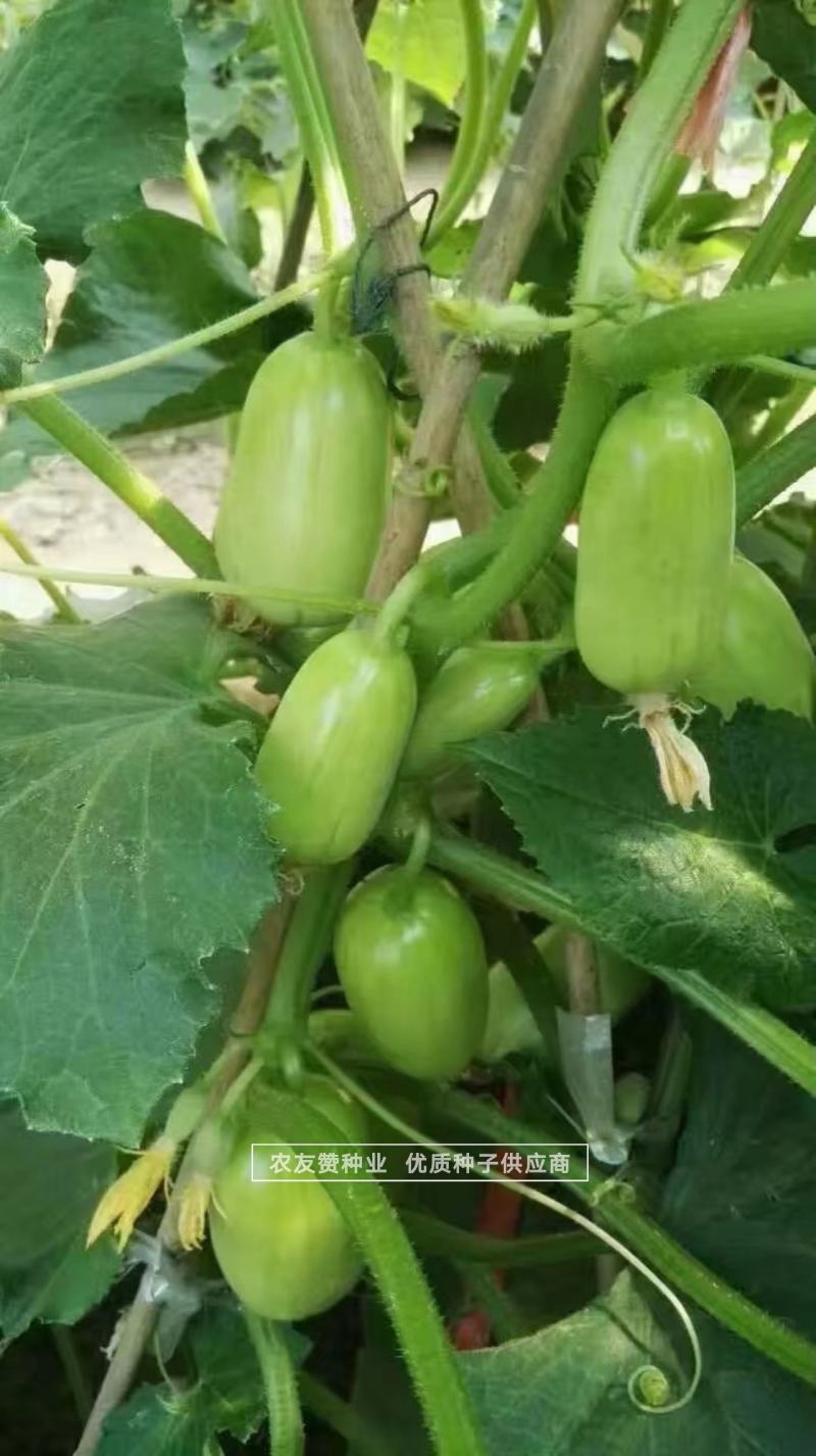 玉女水果黄瓜种子无刺黄瓜节节有瓜小黄瓜种子特好吃