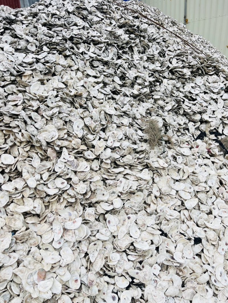 牡蛎壳上壳生蚝壳育苗蚝壳