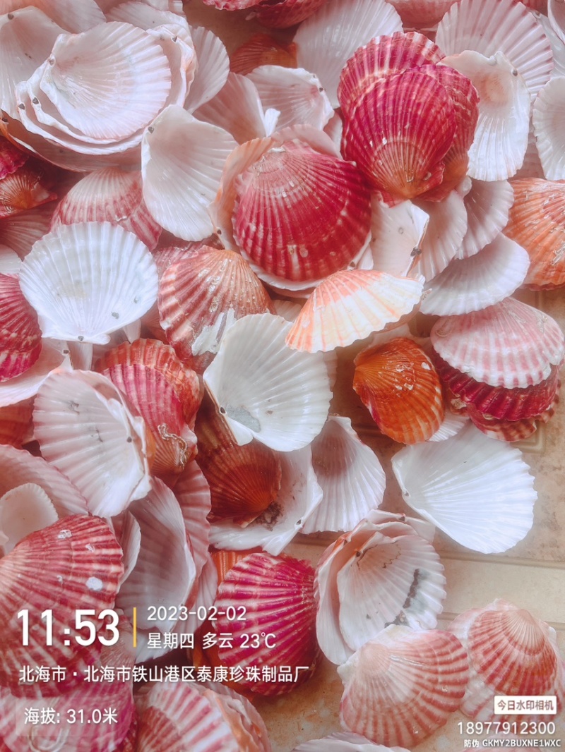 牡蛎壳上壳生蚝壳育苗蚝壳