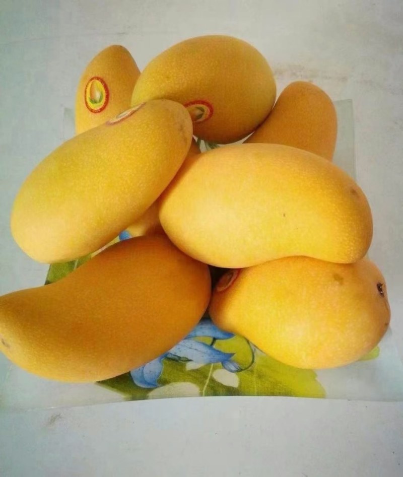 金煌芒上货了可接一件代发