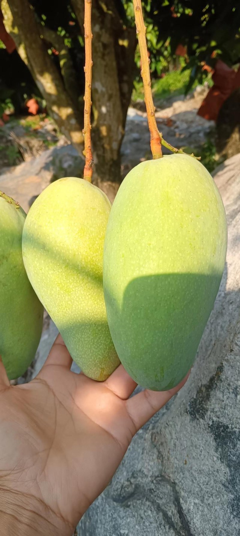 金煌芒上货了可接一件代发