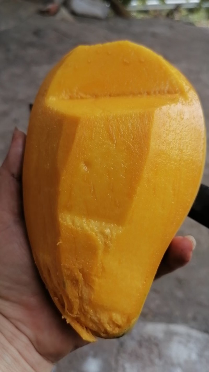 金煌芒上货了可接一件代发