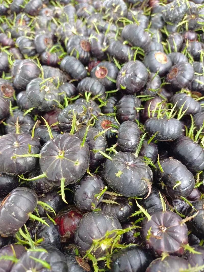 蜘蛛果苗