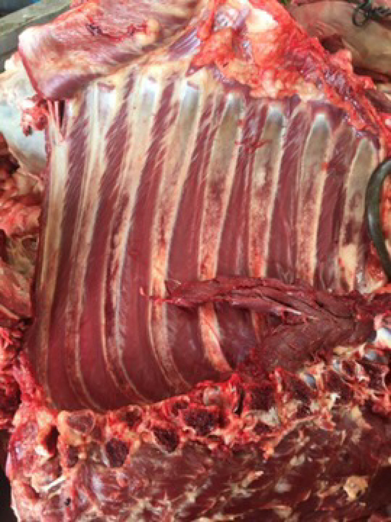 新鲜驴肉批发
