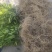 广西正宗沃柑苗基地直销保质保量量大优惠保湿发货
