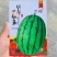 早春红玉西瓜种子日本引进特早熟小型西瓜品种礼品西瓜种子