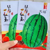 早春红玉西瓜种子日本引进特早熟小型西瓜品种礼品西瓜种子