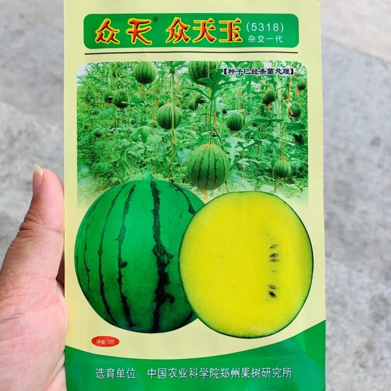 众天玉小兰西瓜种子抗病花皮黄瓤礼品西瓜种子早熟小果型