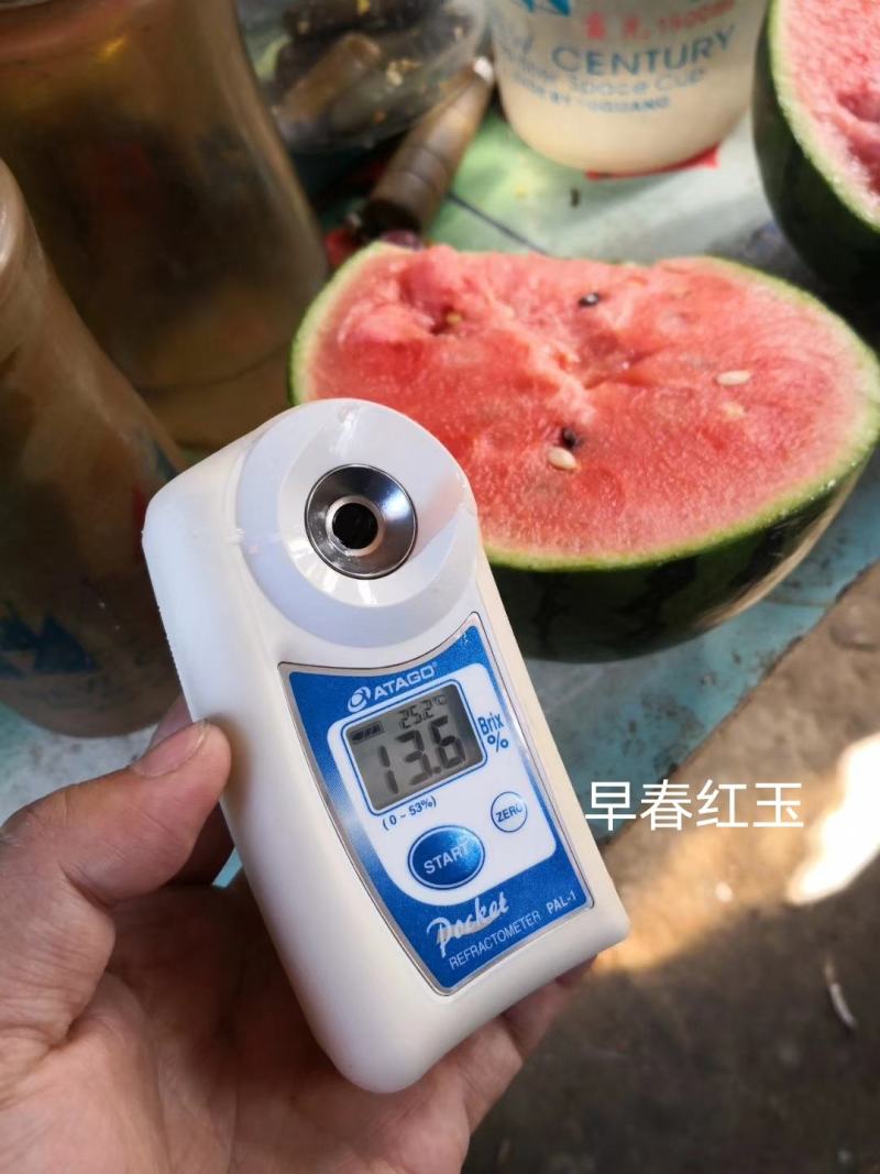 早春红玉西瓜种子日本引进特早熟小型西瓜品种礼品西瓜种子