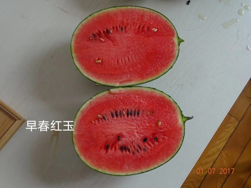 早春红玉西瓜种子日本引进特早熟小型西瓜品种礼品西瓜种子