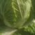 大白菜