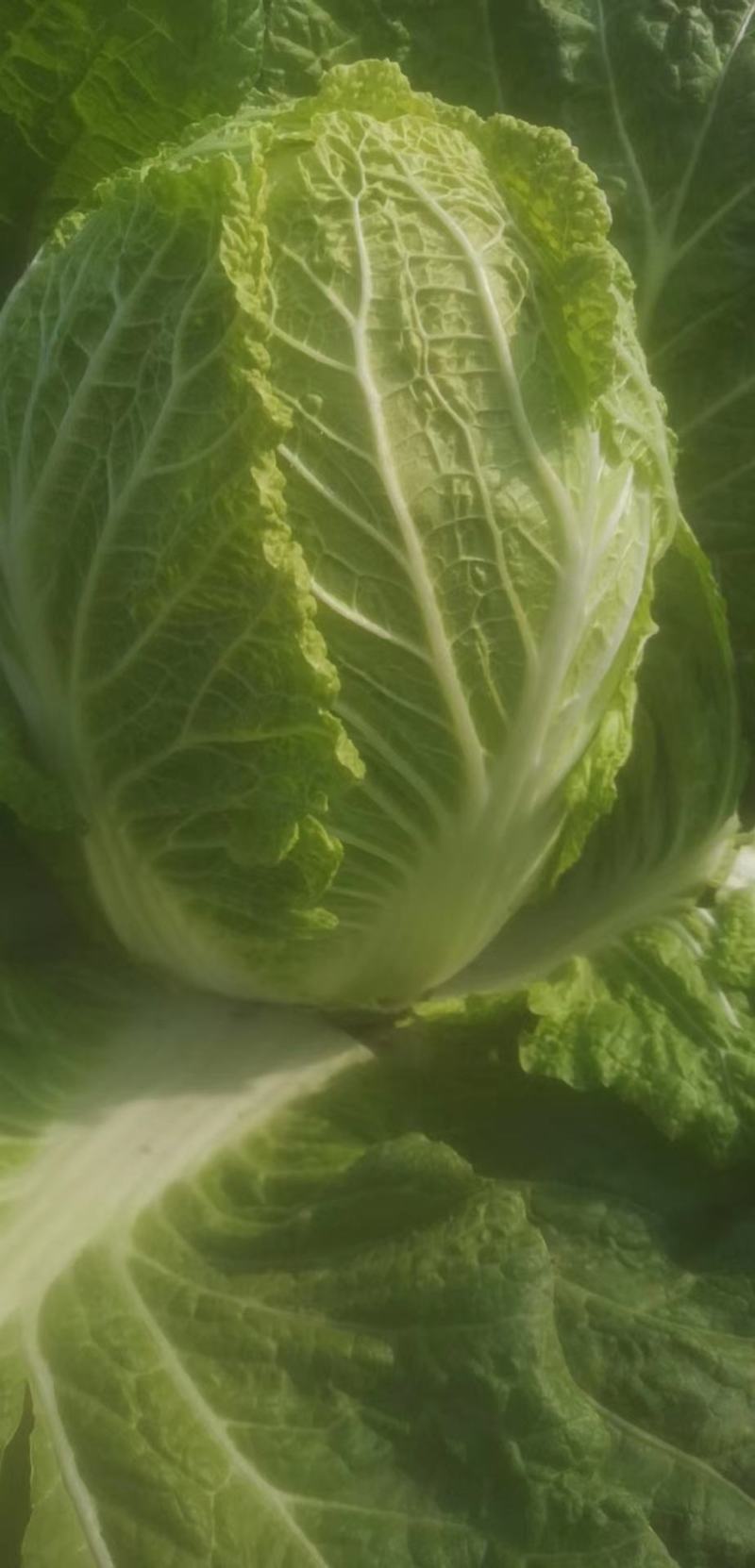 大白菜