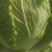 大白菜