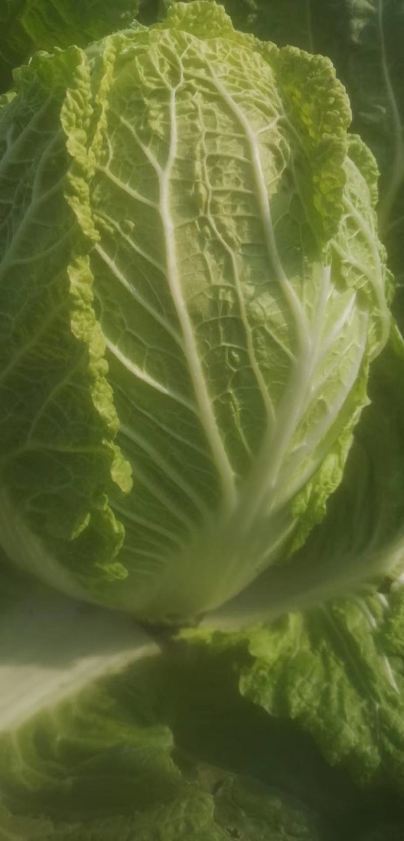 大白菜