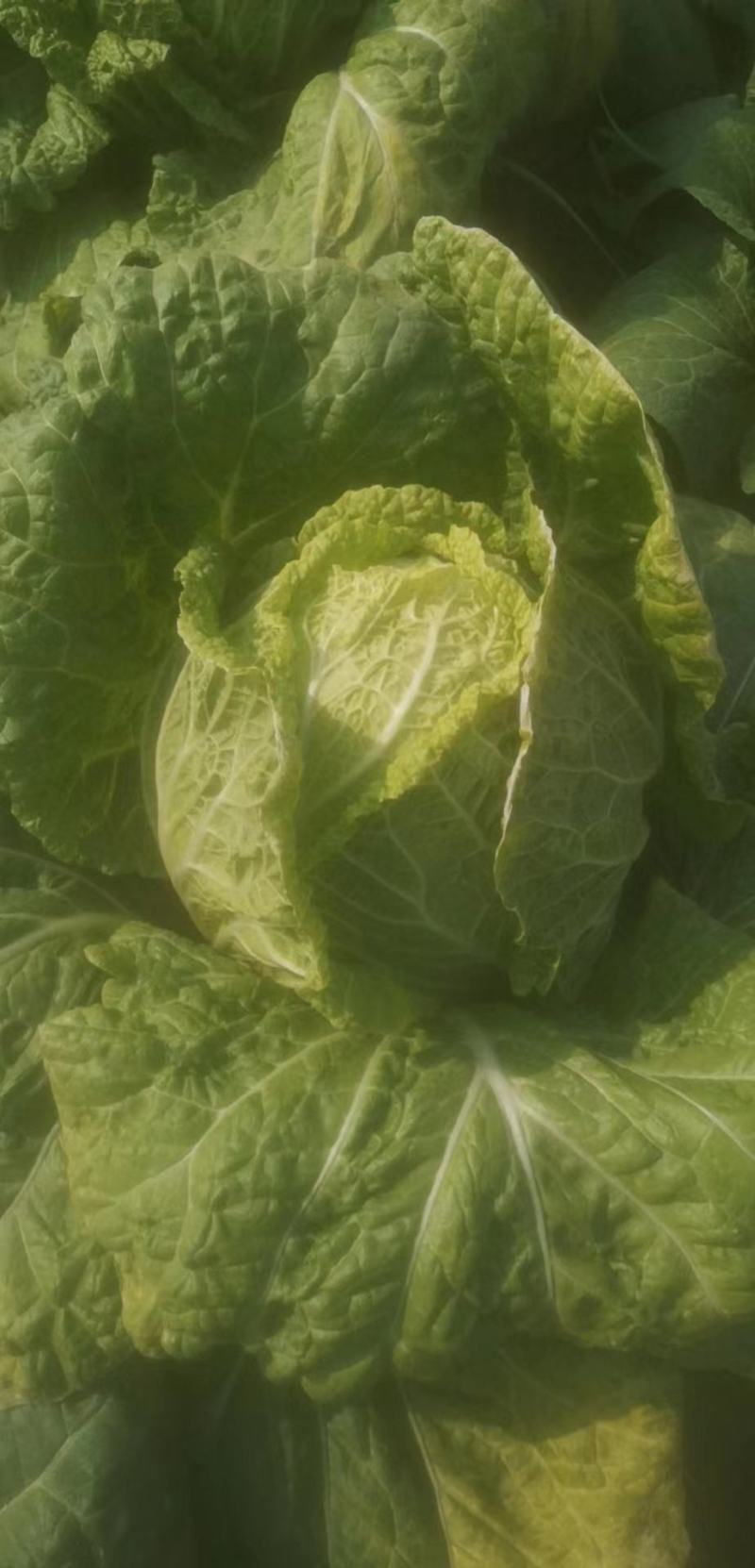大白菜