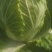 大白菜