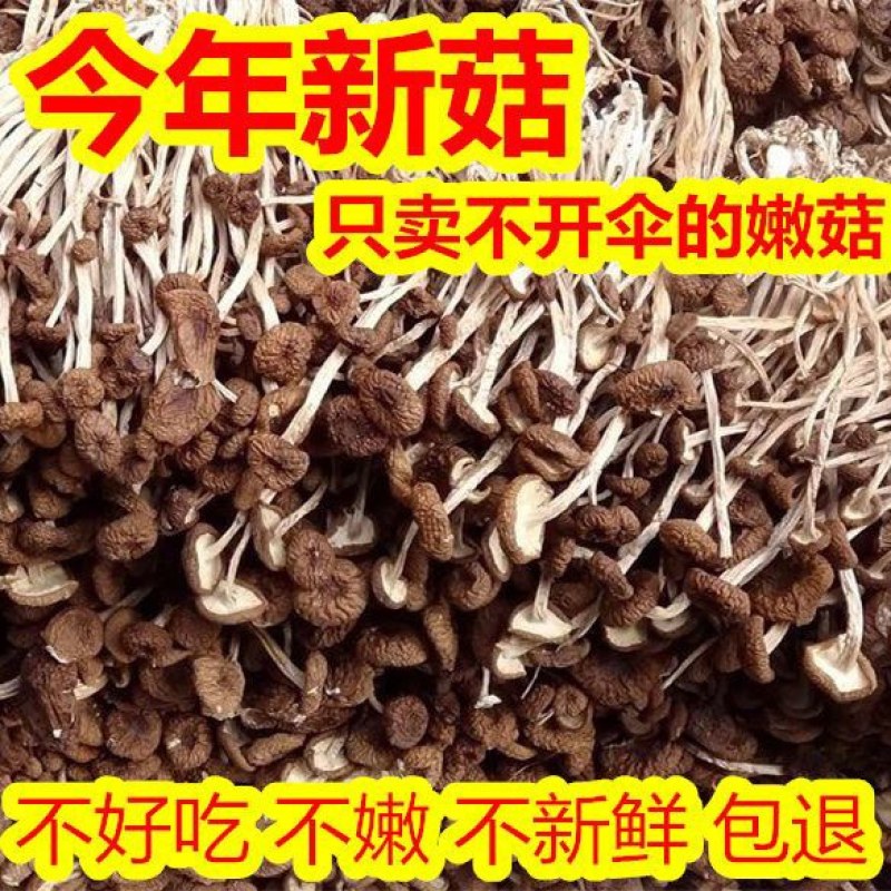 500g福建古田茶树菇茶薪菇冰菇苞产地直销未开伞茶树