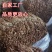 500g福建古田茶树菇茶薪菇冰菇苞产地直销未开伞茶树