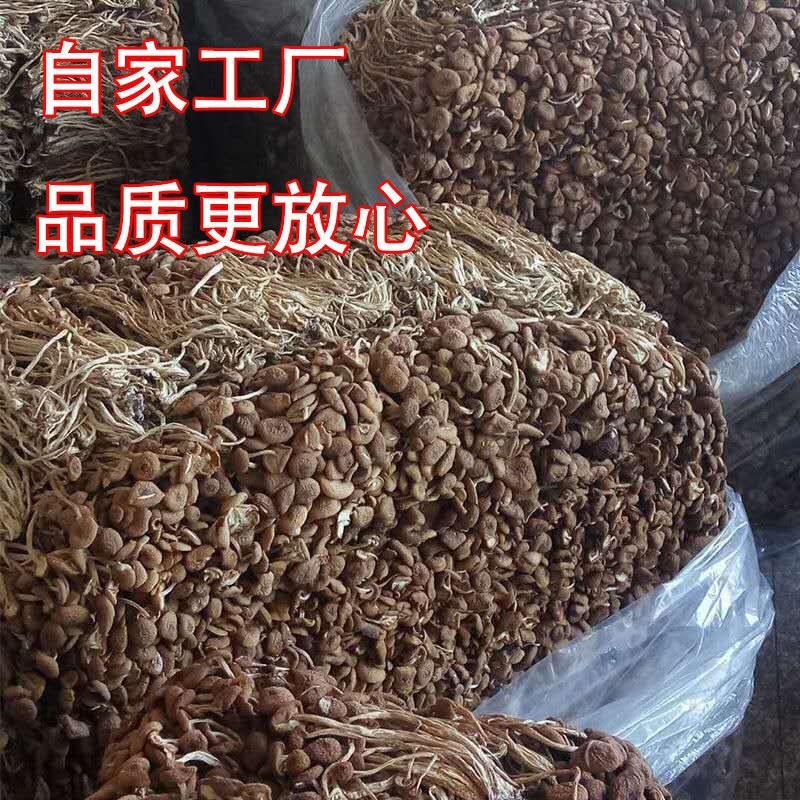 500g福建古田茶树菇茶薪菇冰菇苞产地直销未开伞茶树