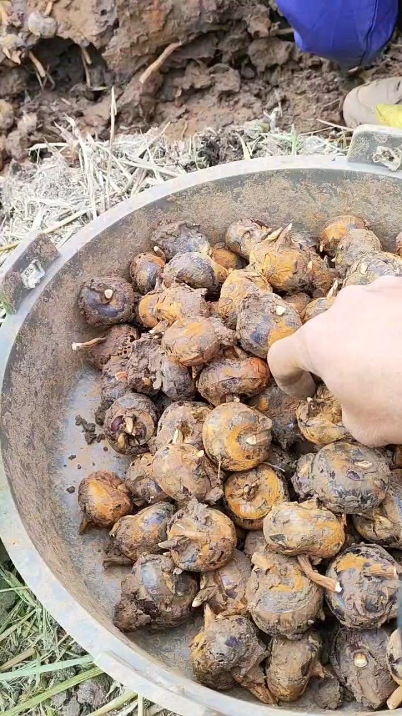 毛马蹄