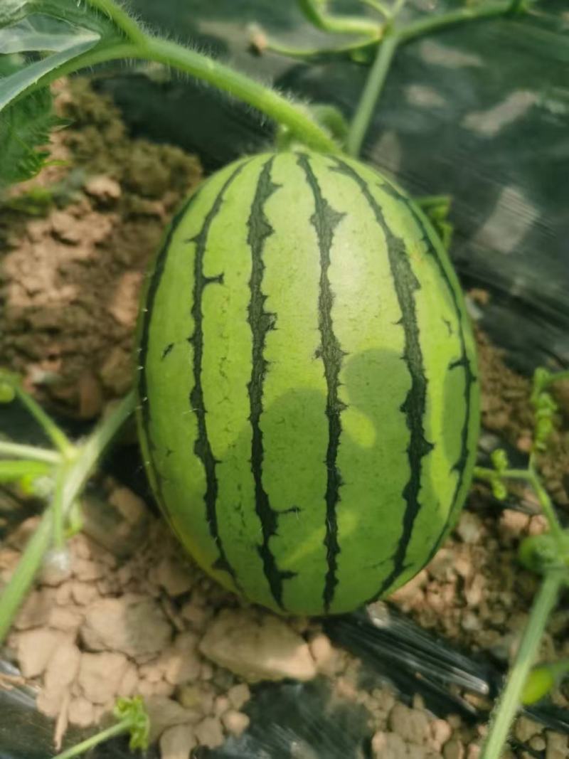 西瓜苗，美都，甜王，龙卷风，绿之秀，直播，嫁接一站式服务