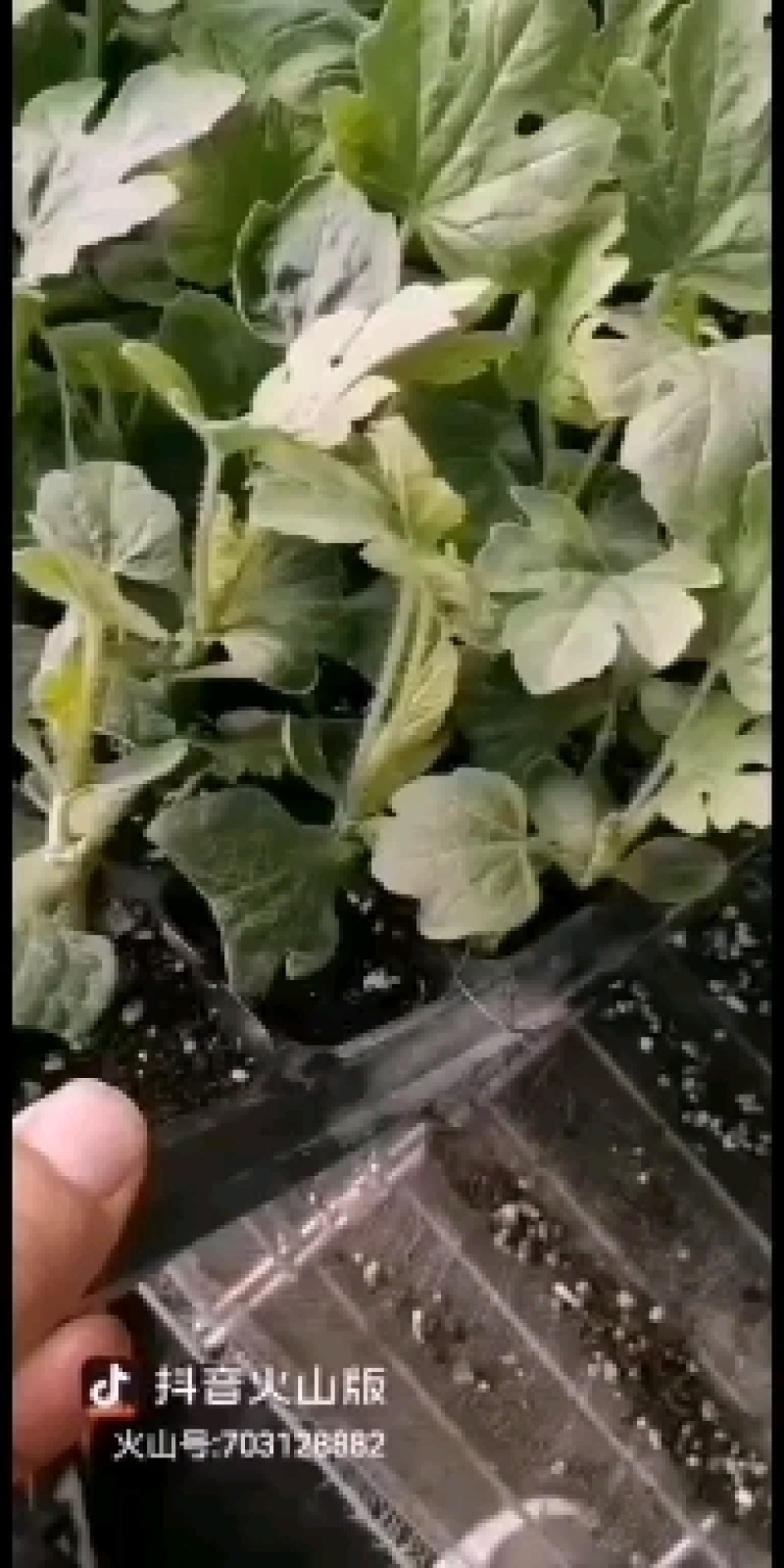 西瓜苗，美都，甜王，龙卷风，绿之秀，直播，嫁接一站式服务