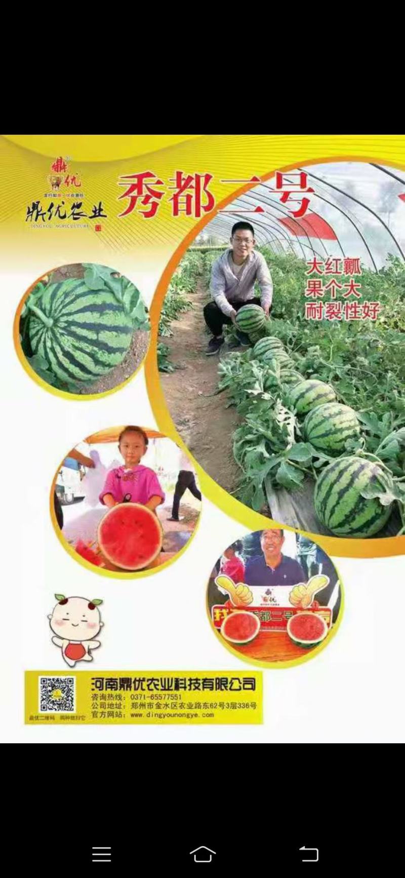 西瓜苗，美都，甜王，龙卷风，绿之秀，直播，嫁接一站式服务