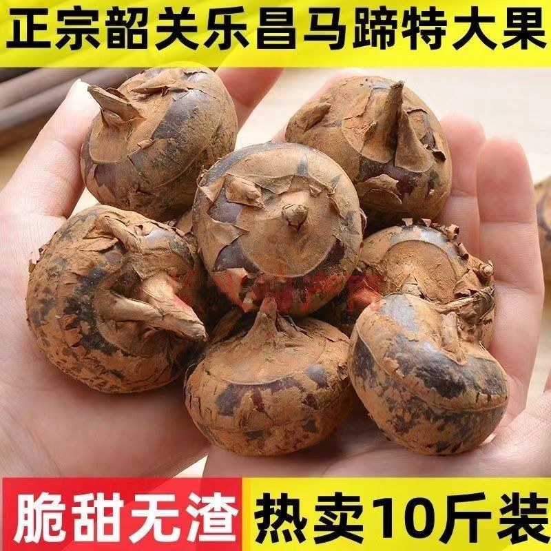 盐城特大红马蹄苗整车代收代发(全国电商一件代发)