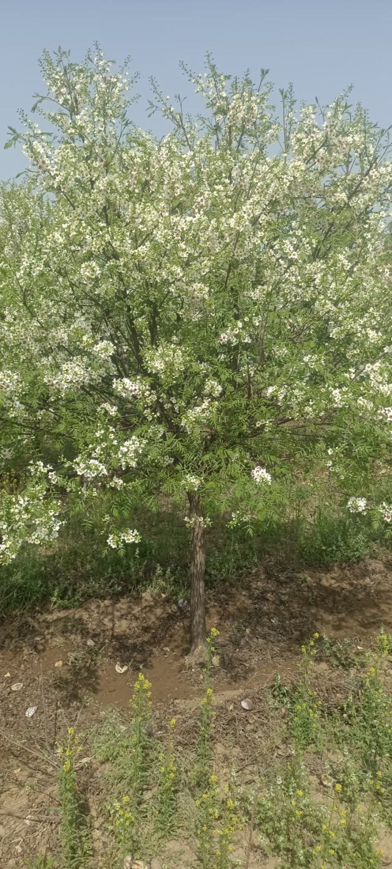 文冠花状元花文冠果苗文冠果花河北文冠果基地