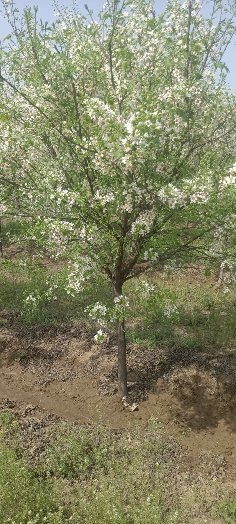 文冠花状元花文冠果苗文冠果花河北文冠果基地